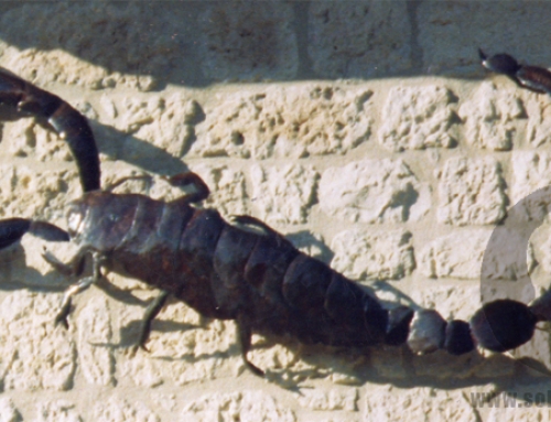 Scorpion tôlée